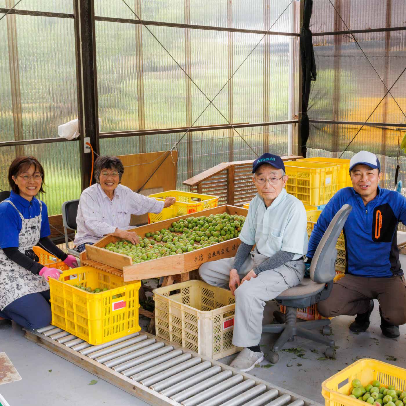 FP産地直送マルシェ|【予約限定・締切6月5日】福井県産 かをり梅 蘭麝（らんじゃ） 完熟3kg
