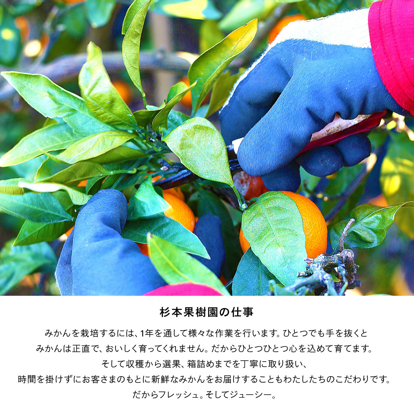 FP産地直送マルシェ|愛媛で１番！八寿みかんジュースとジュレのセット