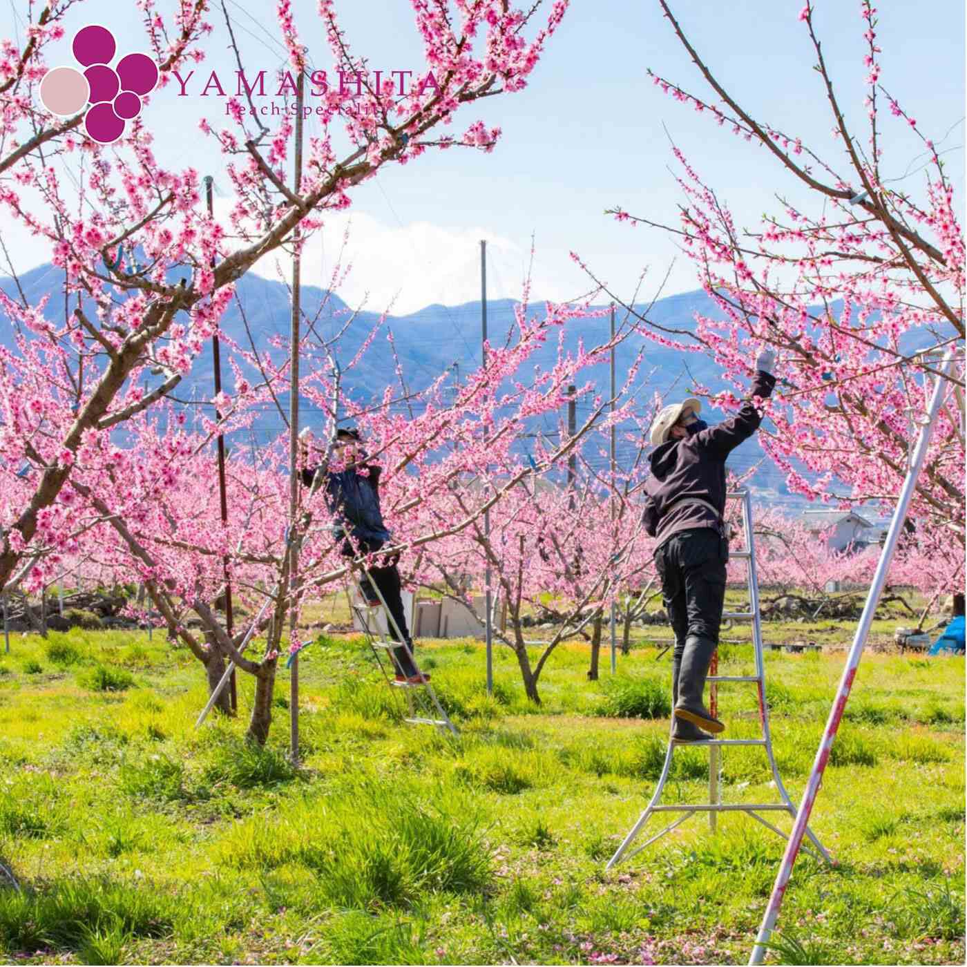 FP産地直送マルシェ|【予約限定・締切 7月24日】 桃の産地山梨からお届け　桃農家ヤマシタの桃（白桃系）