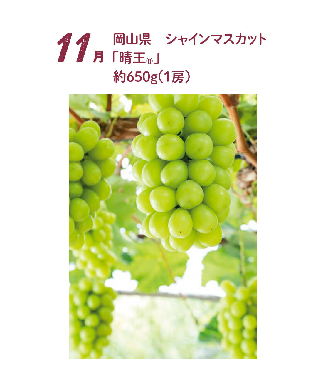 FP産地直送マルシェ|【予約限定・締切8月3日】食べごろシャインマスカットを味わいたくて♪ 産地でめぐる4ヵ月コース|「晴王（R）」は岡山県のJAから出荷されるシャインマスカットのブランド名。「晴れの国おかやま」で太陽の恵みをいっぱい浴びて育てられ、しっかり香りを残しつつ高糖度で口の中に甘い果汁と香りが広がるのが特徴です。11月中旬〜下旬お届け