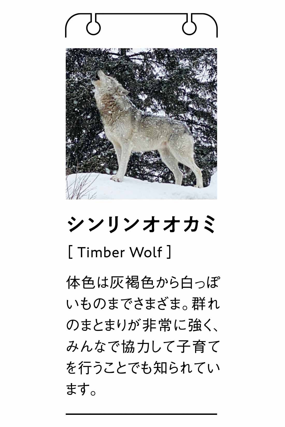 MEDE19F|旭山動物園・ボルネオの森応援商品 MEDE19F シンリンオオカミのカウチンニット
