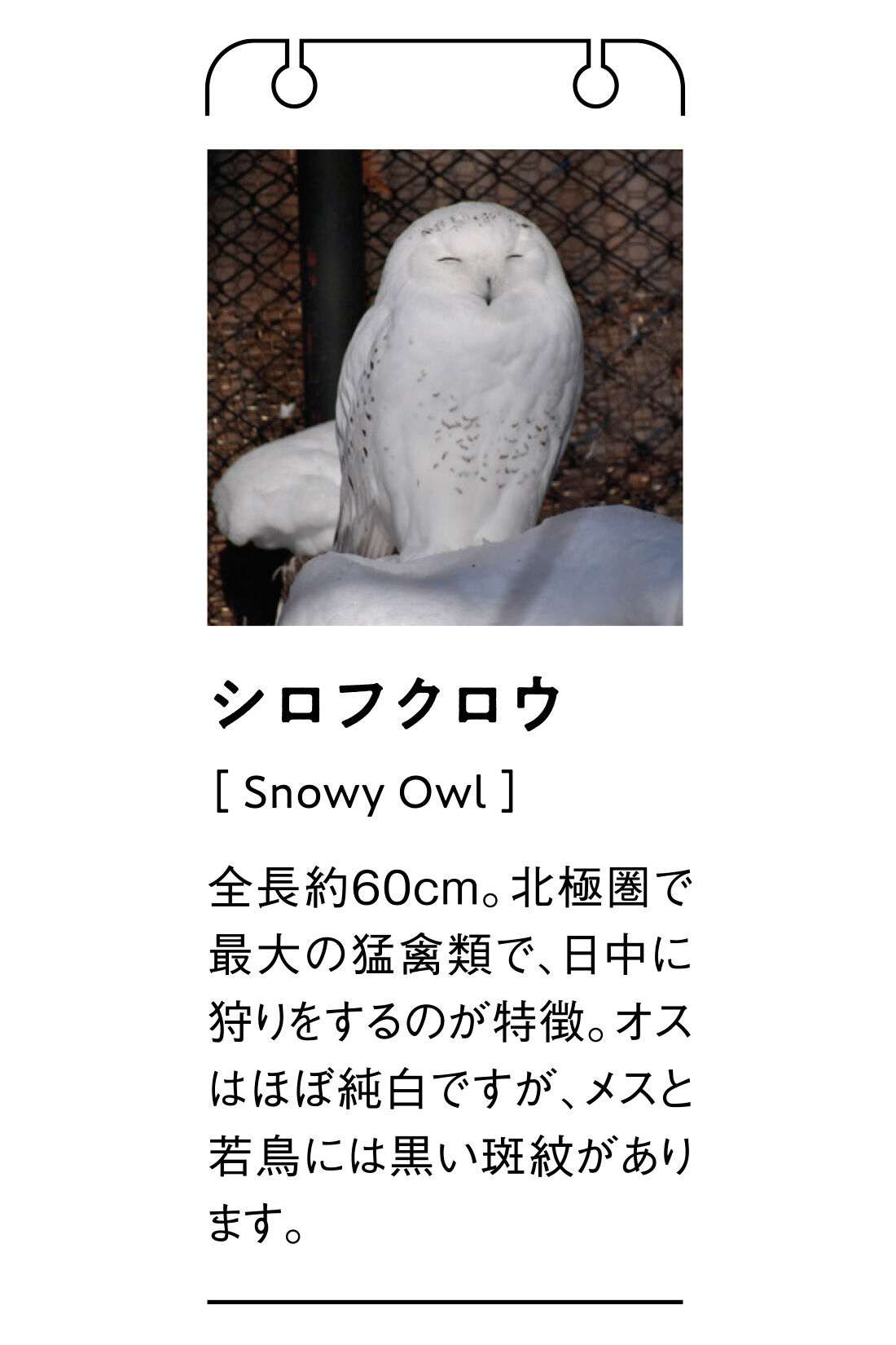 MEDE19F|旭山動物園・ボルネオの森応援商品 MEDE19F シロフクロウカーディガン〈ホワイト〉