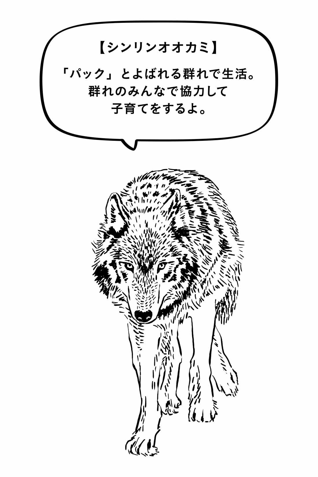 MEDE19F|MEDE19F　旭山動物園・ボルネオの森応援商品 プリントTシャツ