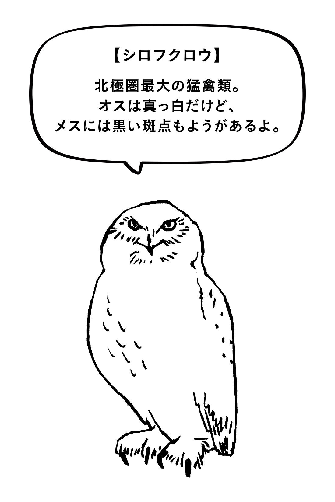 MEDE19F|MEDE19F　旭山動物園・ボルネオの森応援商品 プリントTシャツ