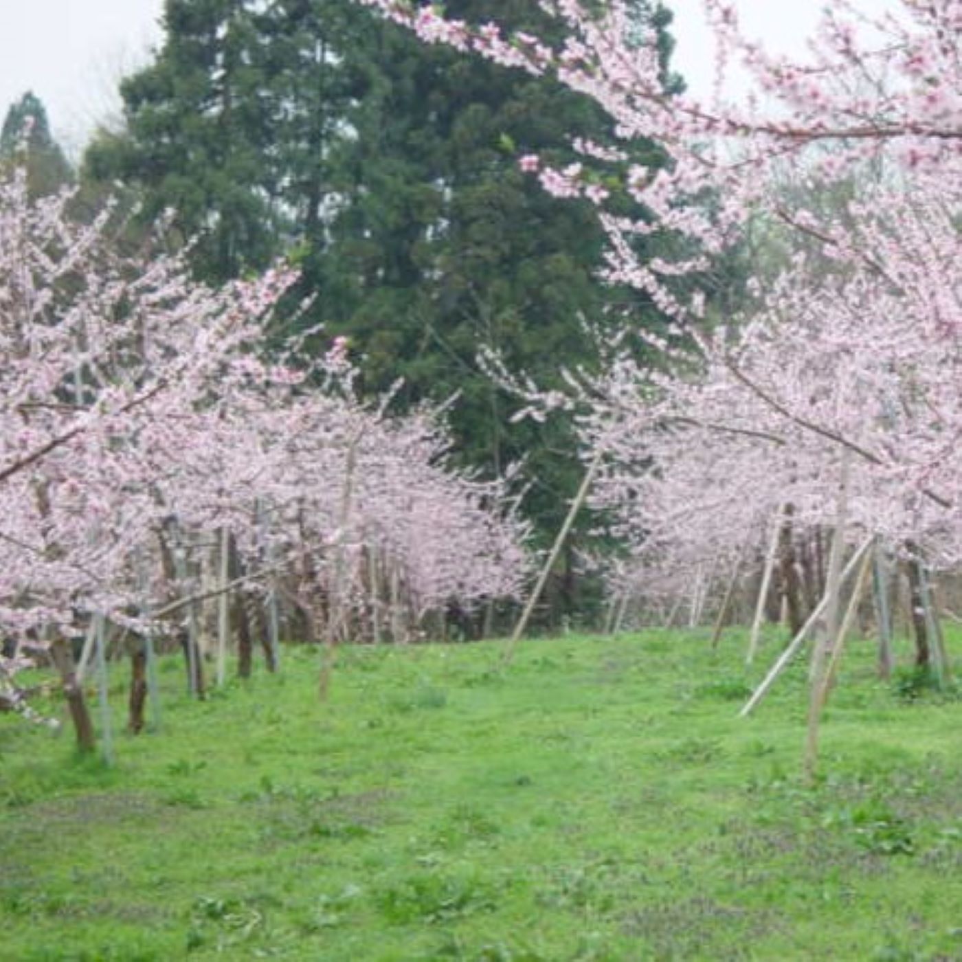 Natucul Chou Club|うまいくだもの園の硬い桃　おどろき２Kg|国立公園朝日連峰のふもと、くだものの里朝日町にある「うまいくだもの園」。「おいしいくだものは健康な樹から」をモットーに除草剤の不使用、農薬の減量化、栽培技術の向上などに日々努めています。