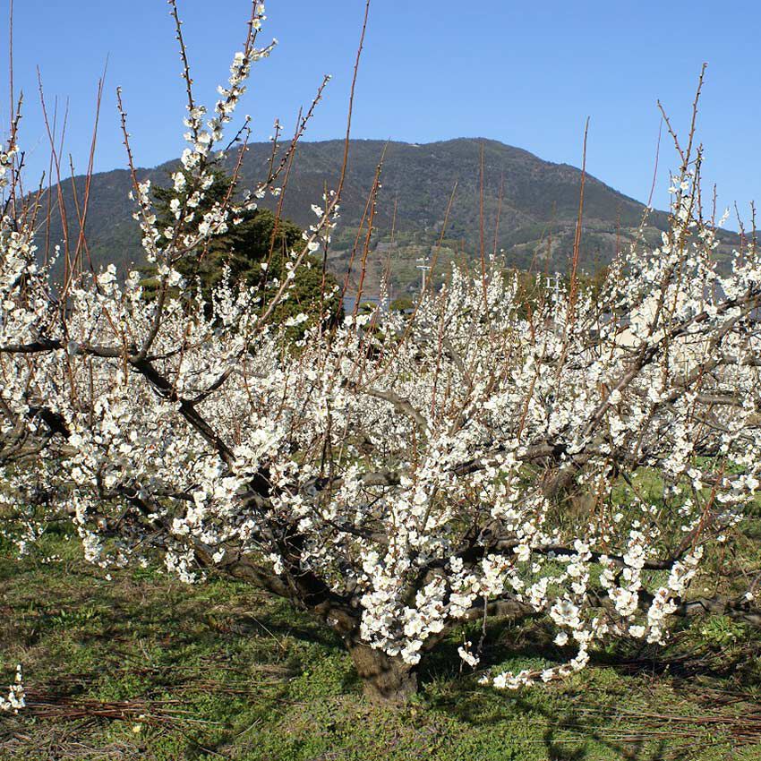 Natucul Chou Club|富之助梅のあまうめ|花の時期( 春先にかけて )は全山が梅の花で埋め尽くされ、芳香は十里回方の天地と霞みたす小奇麗にまとまった梅村梅園として、一味違うスケールの大きさです。