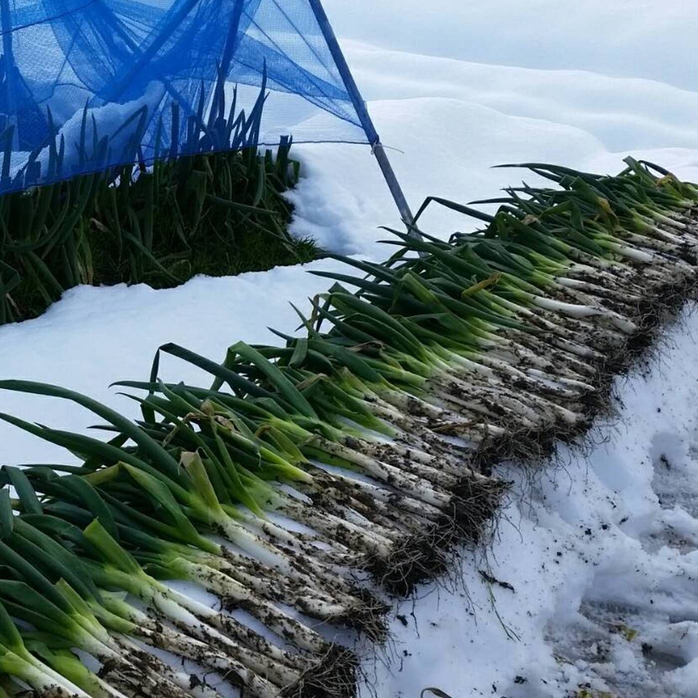 Natucul Chou Club|青葉の先までとろける甘み　日本三大ネギ・岩津ねぎ１Kg （1月中旬～２月上旬お届け）|岩津ねぎは、雪や霜にあたるほどにうまみと甘みが凝縮されていきます。まるで、寒さが磨き上げた宝石のような味わいなのです。