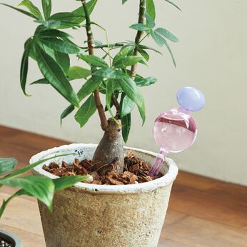 L'AMIPLUS | Ｌ＋水のやり忘れ　ガラスのディスペンサー〈Ｌ〉