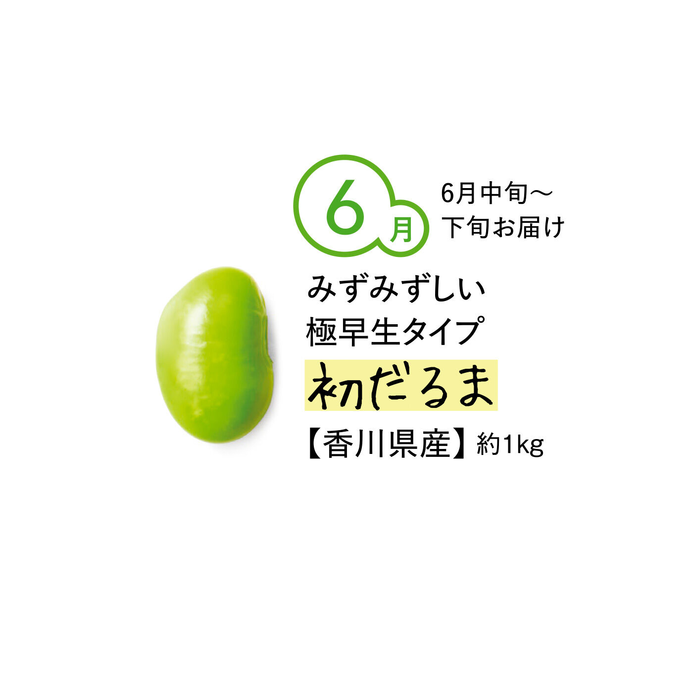 純農の特急便|【締め切り6月9日】純農 ビールの時間がもっとしあわせになる！ 季節のごちそう枝豆 たっぷり1kg（5ヵ月コース）|枝豆シーズンのはじまりとともに収穫が始まる極早生タイプ。早生の枝豆の中では粒が大きく、だるまのようだとその名がつきました。みずみずしくて甘みが強く、手がとまらなくなるおいしさです。