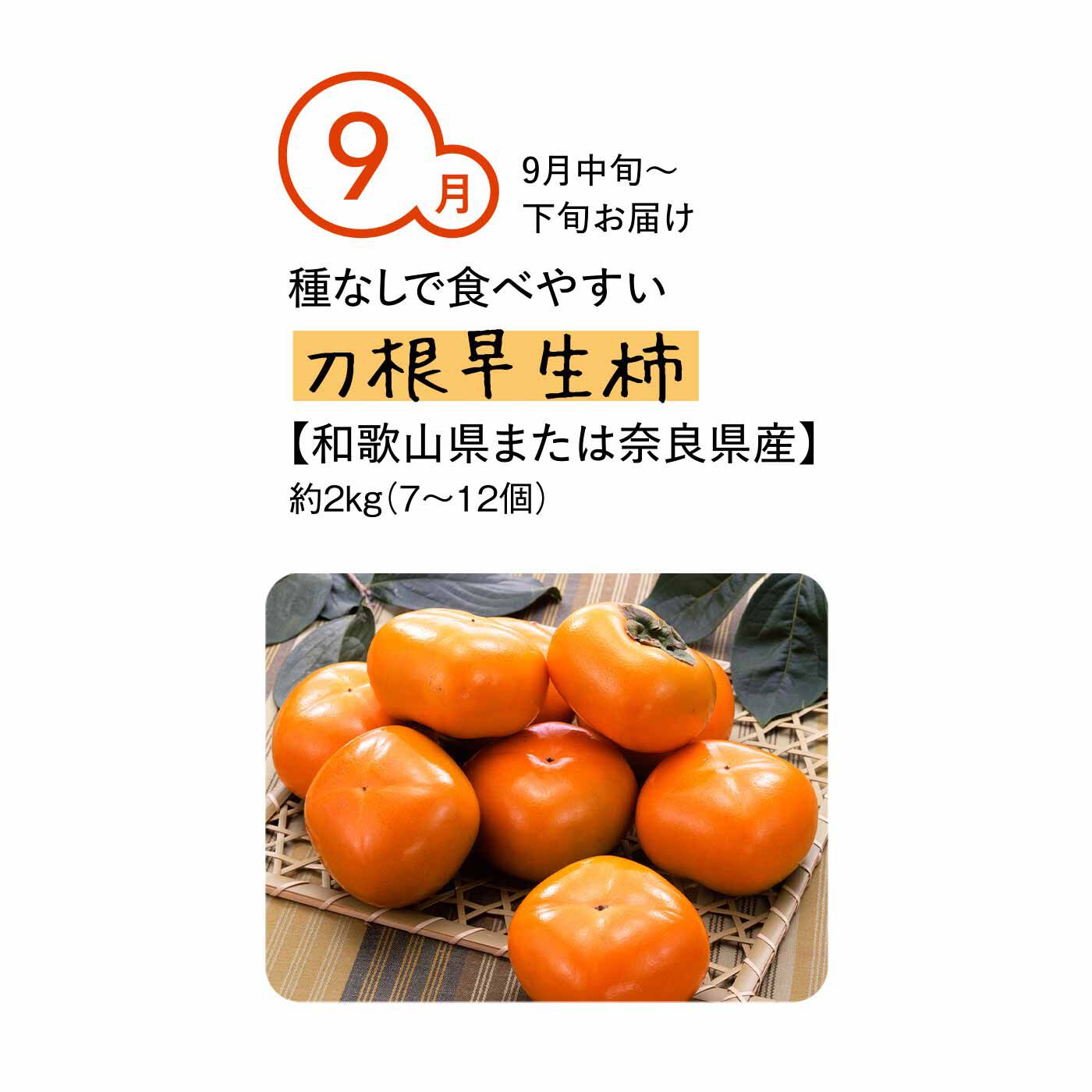 純農の特急便|純農 県産ブランドを旅する 大人のゼイタク ごほうび柿（5ヵ月コース）|「刀根早生柿」は渋柿を代表する早生品種で、平べったく正方形のような四角い形が特徴。渋抜き処理をして出荷されます。種がないため食べやすく、しっかりした果肉と豊富な果汁、充分な甘味を味わえます。