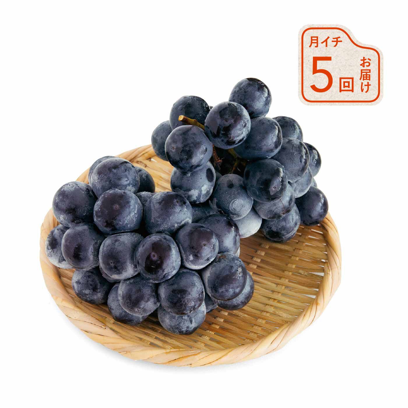 純農の特急便|【締め切り6月9日】純農 定番人気から希少品種まで 気品漂う 粒ぞろいの口福大粒ぶどう〈秀品〉（5ヵ月コース）