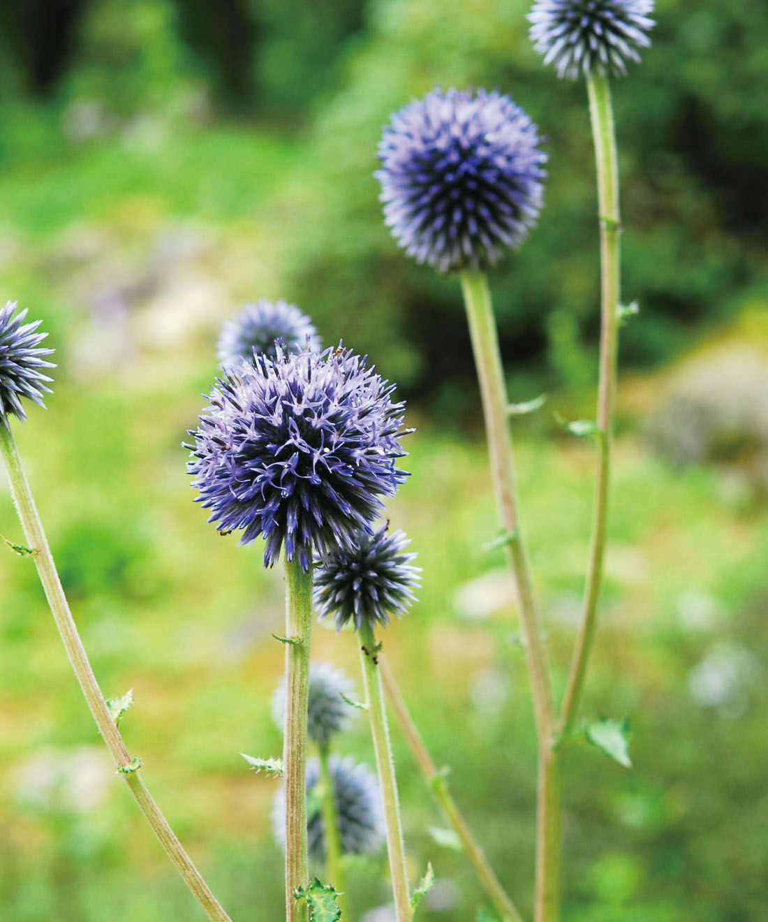el:ment［エルメント］|el:ment&times;六甲高山植物園　高山植物の刺しゅうで華やぐ コットン混カーディガンの会|「実らぬ恋」という花言葉を持つ「ヒゴタイ」。
