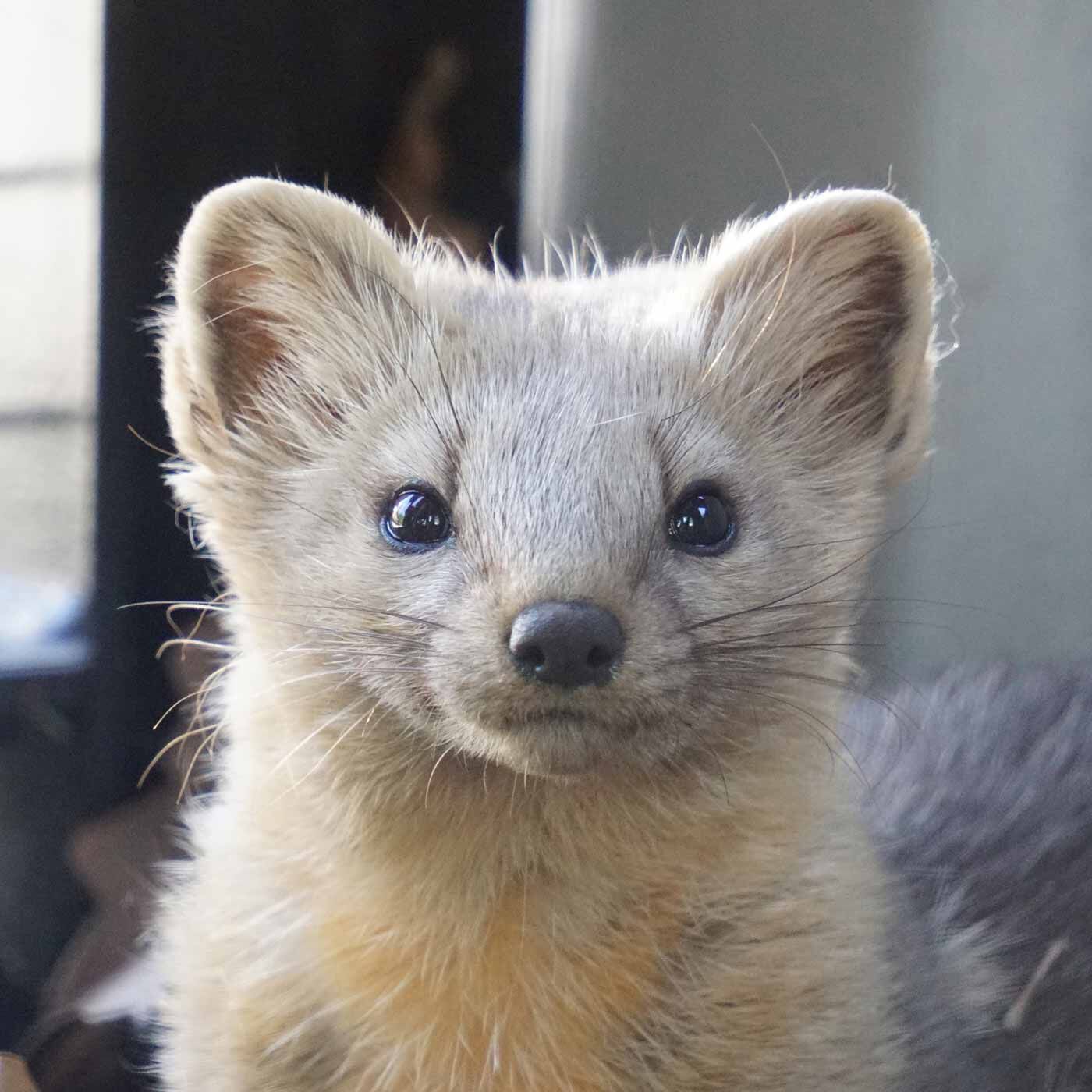 el:ment|旭山動物園・ボルネオの森応援商品 el：ment 北の動物たちを愛でる 肌側滑らかシルク二重編みハンドウォーマーの会|エゾクロテン　北海道に生息するクロテンの一亜種。黒目がちな瞳とふわふわの毛並みが愛らしい。