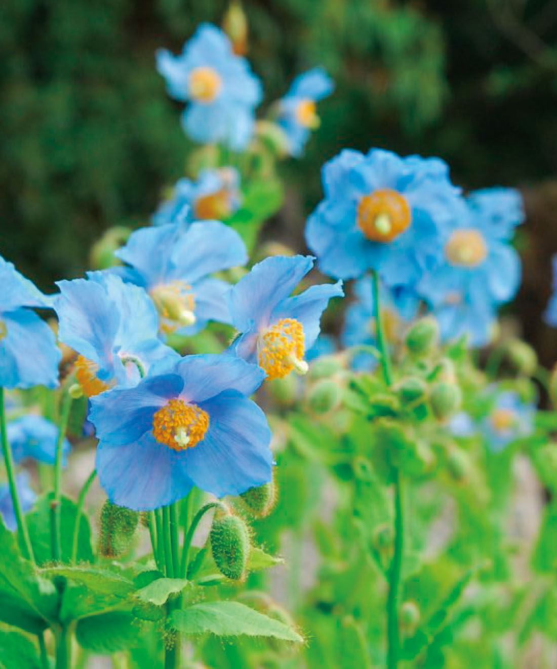 el:ment|el:ment×六甲高山植物園　高山植物の刺しゅうで華やぐ コットン混カーディガンの会|天上の妖精といわれる「ヒマラヤの青いケシ」。