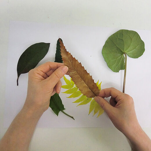 ミニツク特急便|脳がめざめるお絵かきプログラム　色えんぴつ編用　紙セット６「葉っぱのネガポジ画」