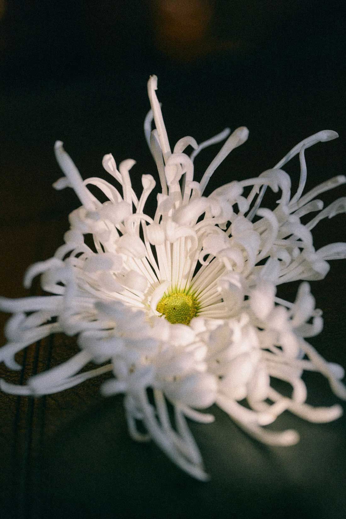 haco!|ｈａｃｏ！×ＮＯＫＩ 花をまとうコラボシリーズ【糸菊】ふわっふわのニット＆アームウォーマー