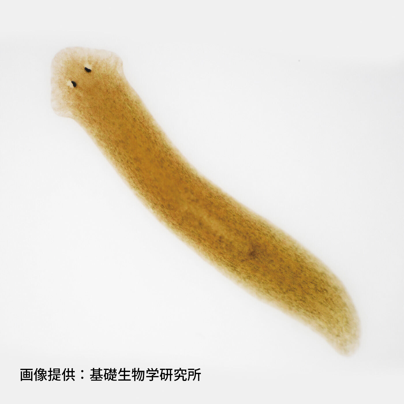 フェリシモギフトショップ|YOU＋MORE!　３つに分裂　プラナリアの再生ポーチ|実際のプラナリア。体長は5〜30mm。