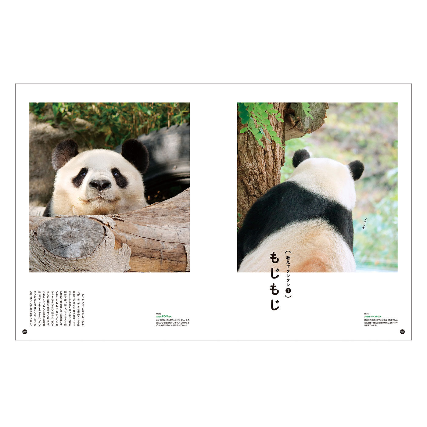 フェリシモギフトショップ|YOU+MORE!　写真集『神戸市立王子動物園のシャイなパンダ　タンタン』