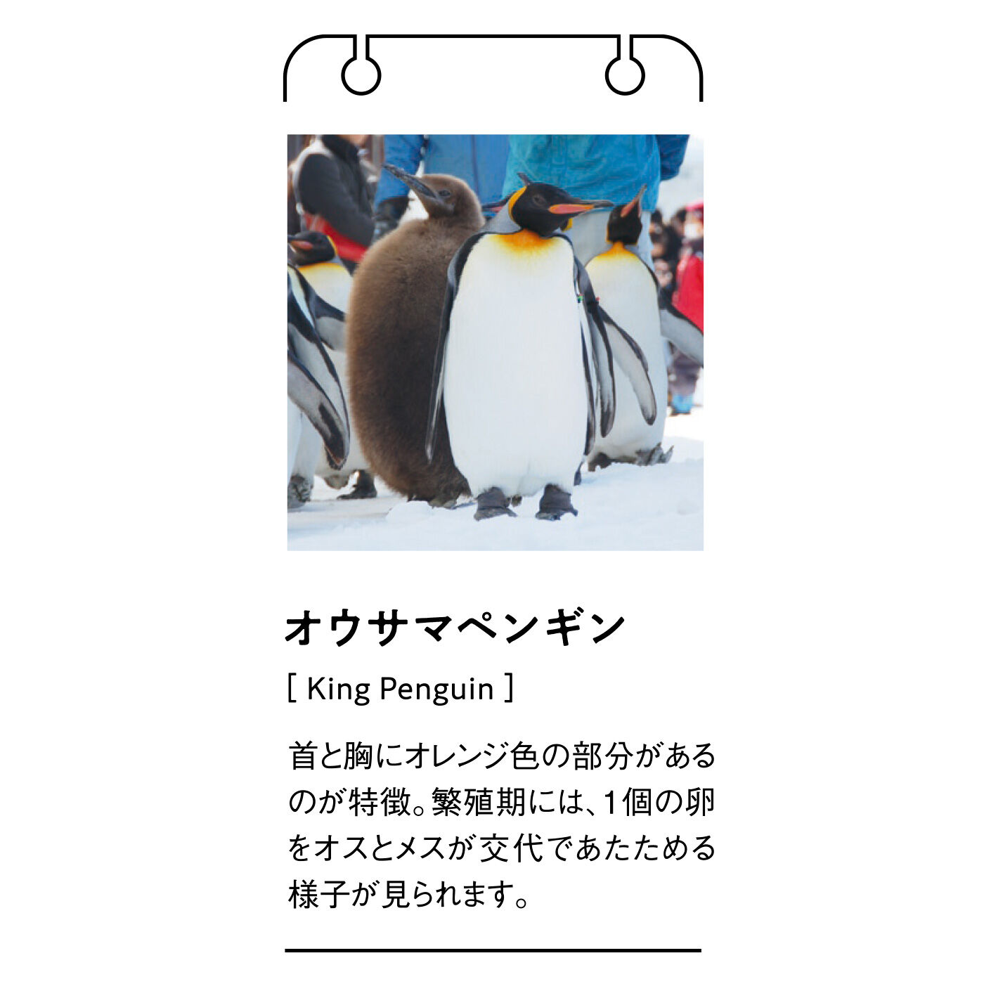 フェリシモギフトショップ|旭山動物園・ボルネオの森応援商品 YOU＋MORE！ オウサマペンギンの換羽期カーディガン〈ネイビー〉