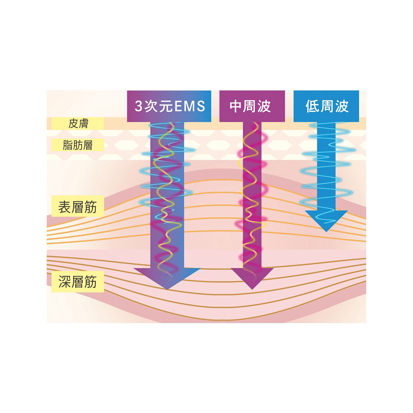 flufeel|気になるところに深く広くアプローチ　巻けるEMSベルトネクサ|筋肉に深く広く届ける「三次元EMSシステム」搭載。　筋肉の表層部を刺激する低周波、深層部にアプローチする中周波に加え、ふたつを組み合わせたEMS回路で立体的に刺激します。