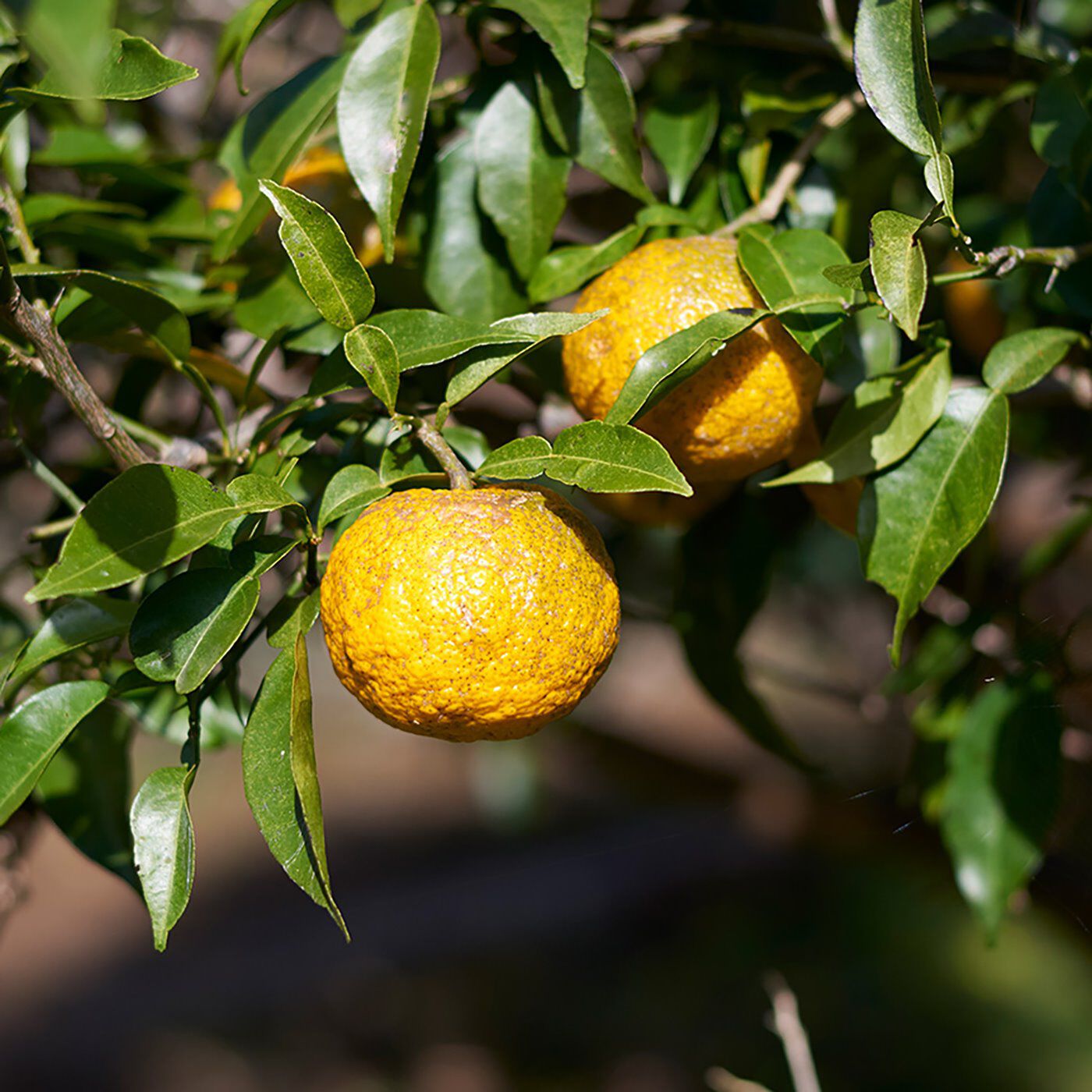 フェリシモの雑貨 Kraso|高知県産YUZU　ハンドクリーム〈75g〉の会|通常、圧搾（あっさく）法という方法で香りを採りますが、「高知県産ＹＵＺＵ」では、よりフレッシュでみずみずしい香りを求め、“水蒸気蒸留法”で精油を抽出しています。