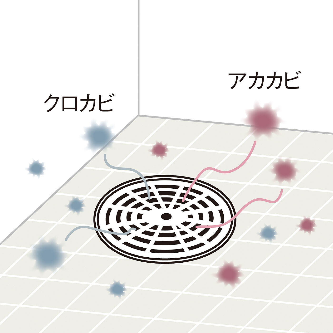 フェリシモの雑貨 Kraso|お風呂の排水口に置くだけ清潔キープ　バイオのチカラ　カビ・ヌメリ発生抑制タブレットの会|排水溝に生息すると考えられるカビ。