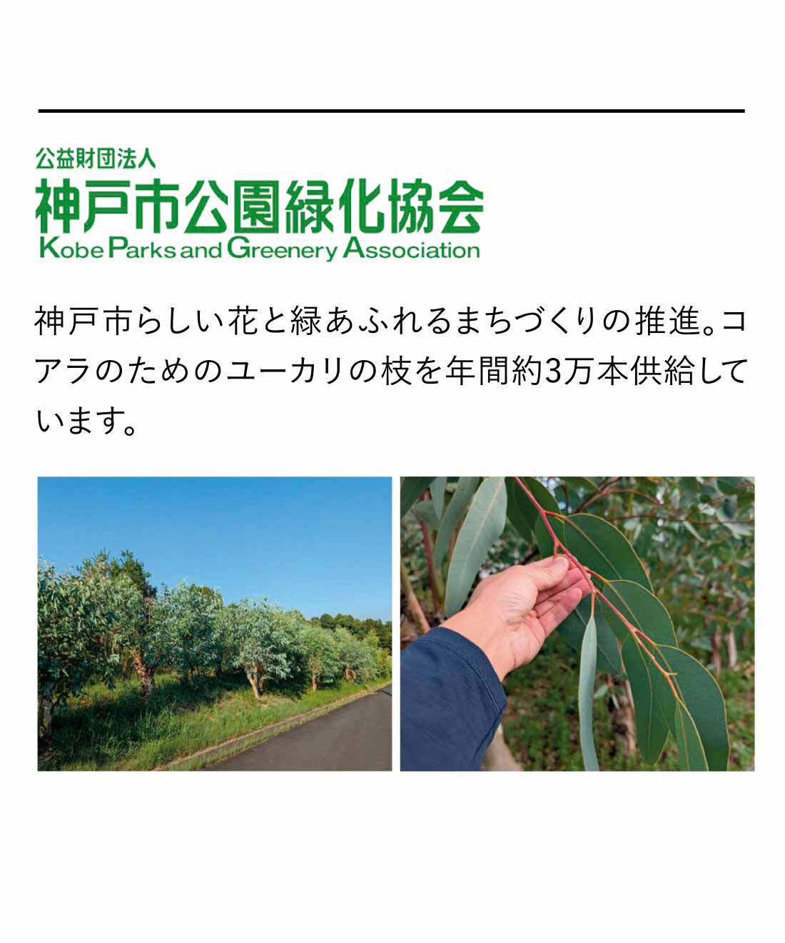 フェリシモの雑貨 Kraso|【8月分以降お届け】コアラと一緒にお昼寝気分 もったいないからうまれた ユーカリアロマスプレーの会