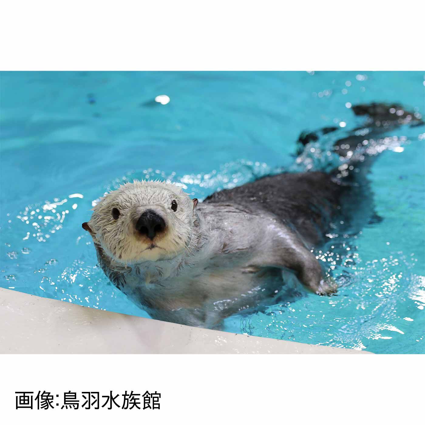 Couturier|ハッピートイズ  たっちもできる 編みぐるみラッコちゃん|[ラッコ] 現在国内で飼育されているラッコは3頭のみ。保護規制のため、今後新たなラッコを迎えることはむずかしく、今後日本の水族館で見られなくなると言われています。