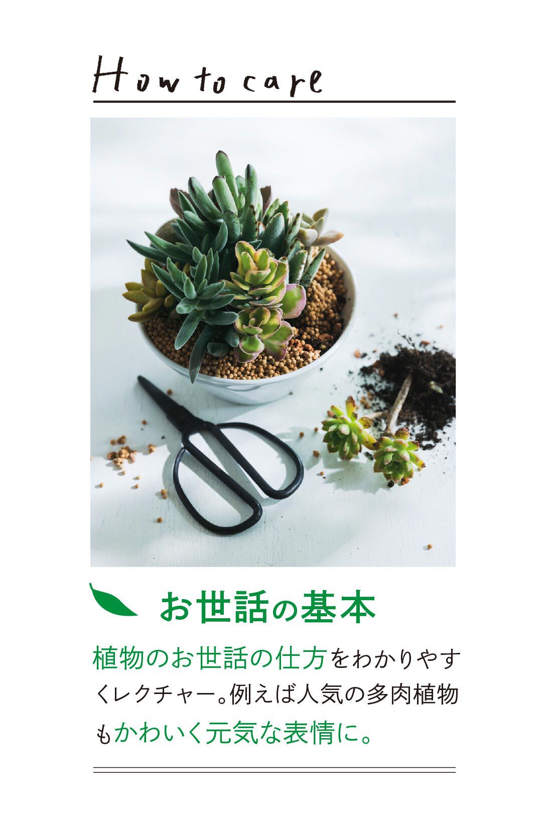 ミニツク|【総額9,240円OFF】カジュアルプランツのきほん 植物とくらすプログラム［12回予約プログラム］