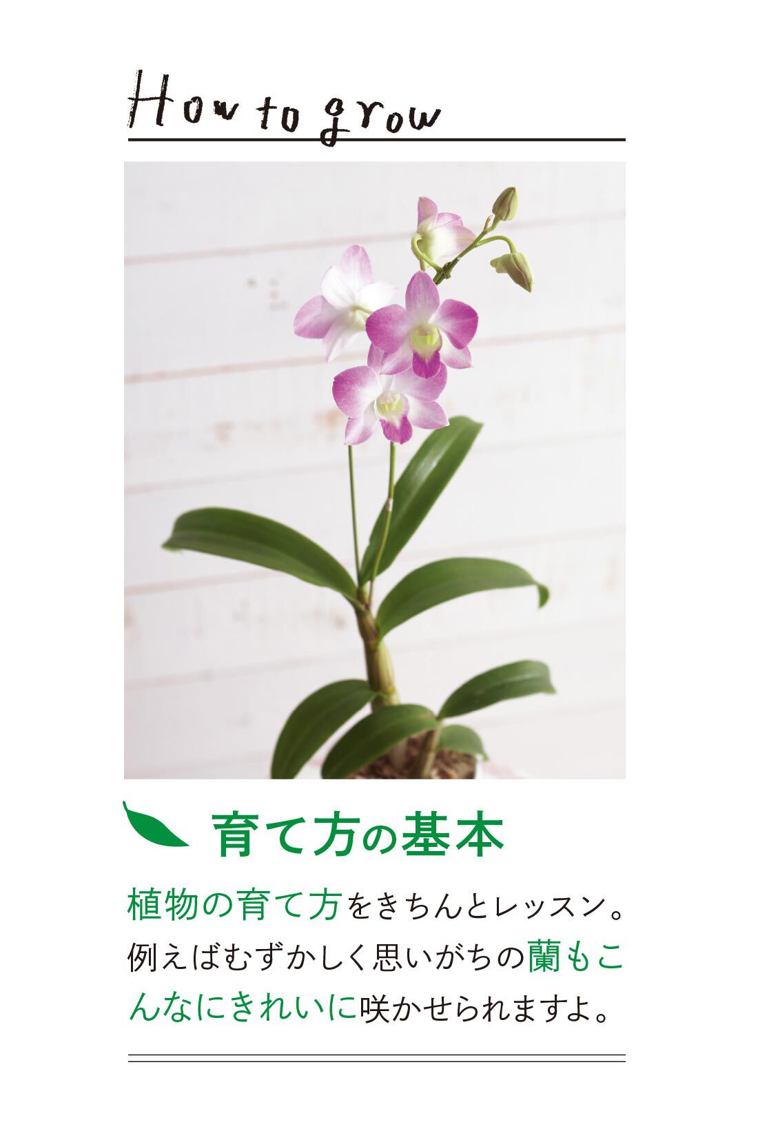 ミニツク|【総額9,240円OFF】カジュアルプランツのきほん 植物とくらすプログラム［12回予約プログラム］